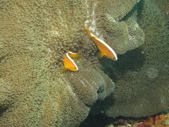 Stichodactyla mertensii