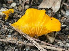 Cantharellus concinnus