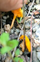 Cantharellus concinnus