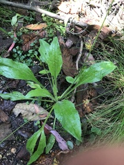Plantago debilis
