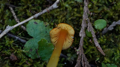 Hygrocybe singeri