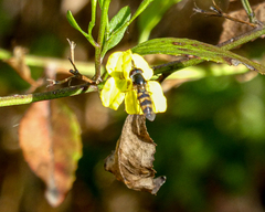 Melangyna viridiceps