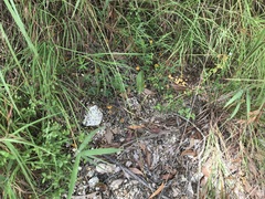Cantharellus concinnus
