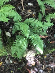 Blechnum nudum
