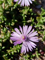 Lampranthus debilis