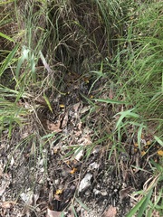 Cantharellus concinnus