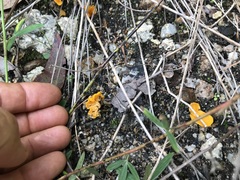 Cantharellus concinnus