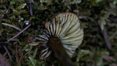 Hygrocybe