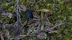 Hygrocybe