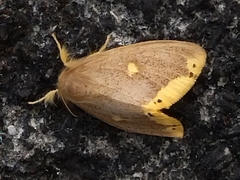 Euproctis quadrangularis