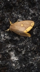 Euproctis quadrangularis