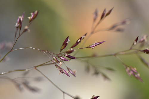 Agrostis fukuyamae