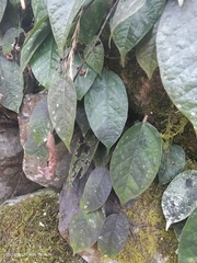 Ficus sarmentosa nipponica
