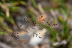 Agrostis infirma