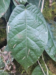 Ficus sarmentosa nipponica