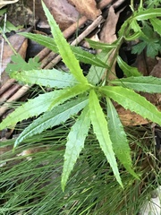 Senecio linearifolius denticulatus