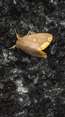 Euproctis quadrangularis