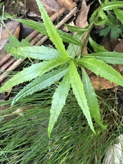 Senecio linearifolius denticulatus