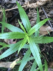 Senecio linearifolius denticulatus