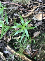Senecio linearifolius denticulatus