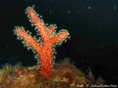 Alcyonium acaule
