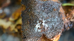 Porodaedalea cancriformans