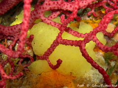 Clathrina clathrus