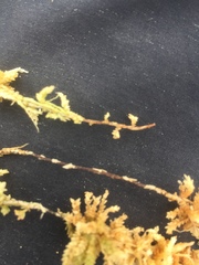 Sphagnum magellanicum