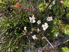 Rosa transmorrisonensis