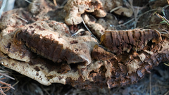 Porodaedalea cancriformans