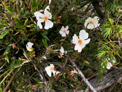 Rosa transmorrisonensis