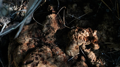 Porodaedalea cancriformans