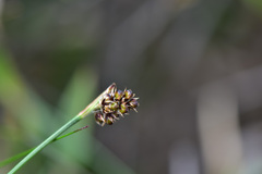 Luzula taiwaniana