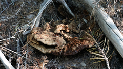 Porodaedalea cancriformans
