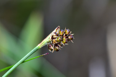 Luzula taiwaniana