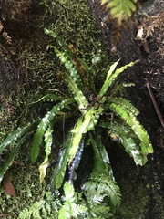 Blechnum patersonii