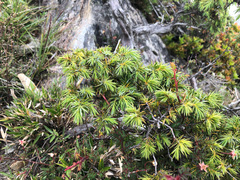 Juniperus formosana
