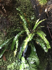 Blechnum patersonii