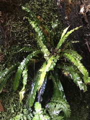 Blechnum patersonii