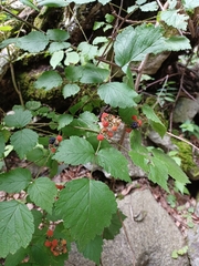 Rubus mesogaeus