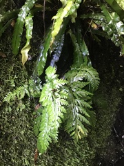 Asplenium gracillimum