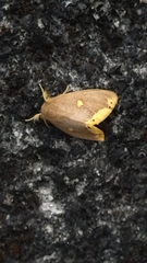 Euproctis quadrangularis