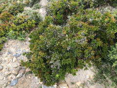 Pieris japonica taiwanensis