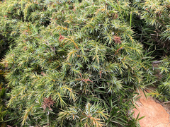 Juniperus formosana