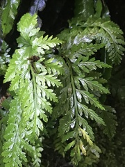 Asplenium gracillimum