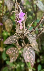 Hypoestes