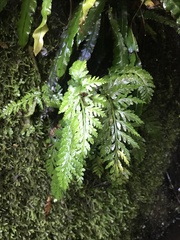 Asplenium gracillimum