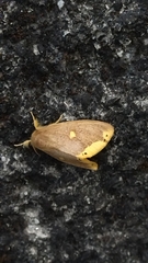 Euproctis quadrangularis