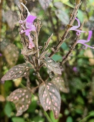 Hypoestes