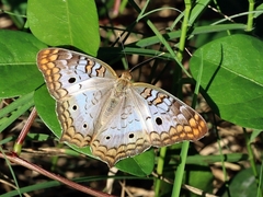 Anartia jatrophae guantanamo